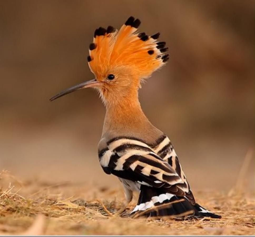 Campement Hakuna Lodge Mar Lodj المظهر الخارجي الصورة